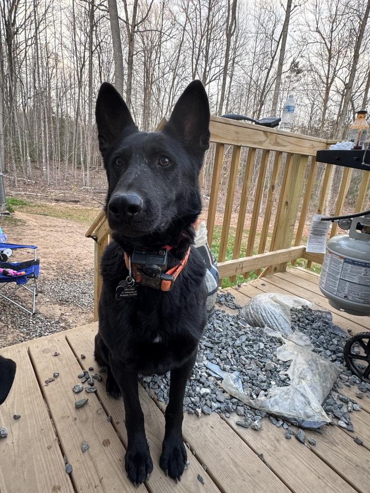 Enlarge Bella, a Adoptable German Shepherd Dog in Louisa, VA image 2/2