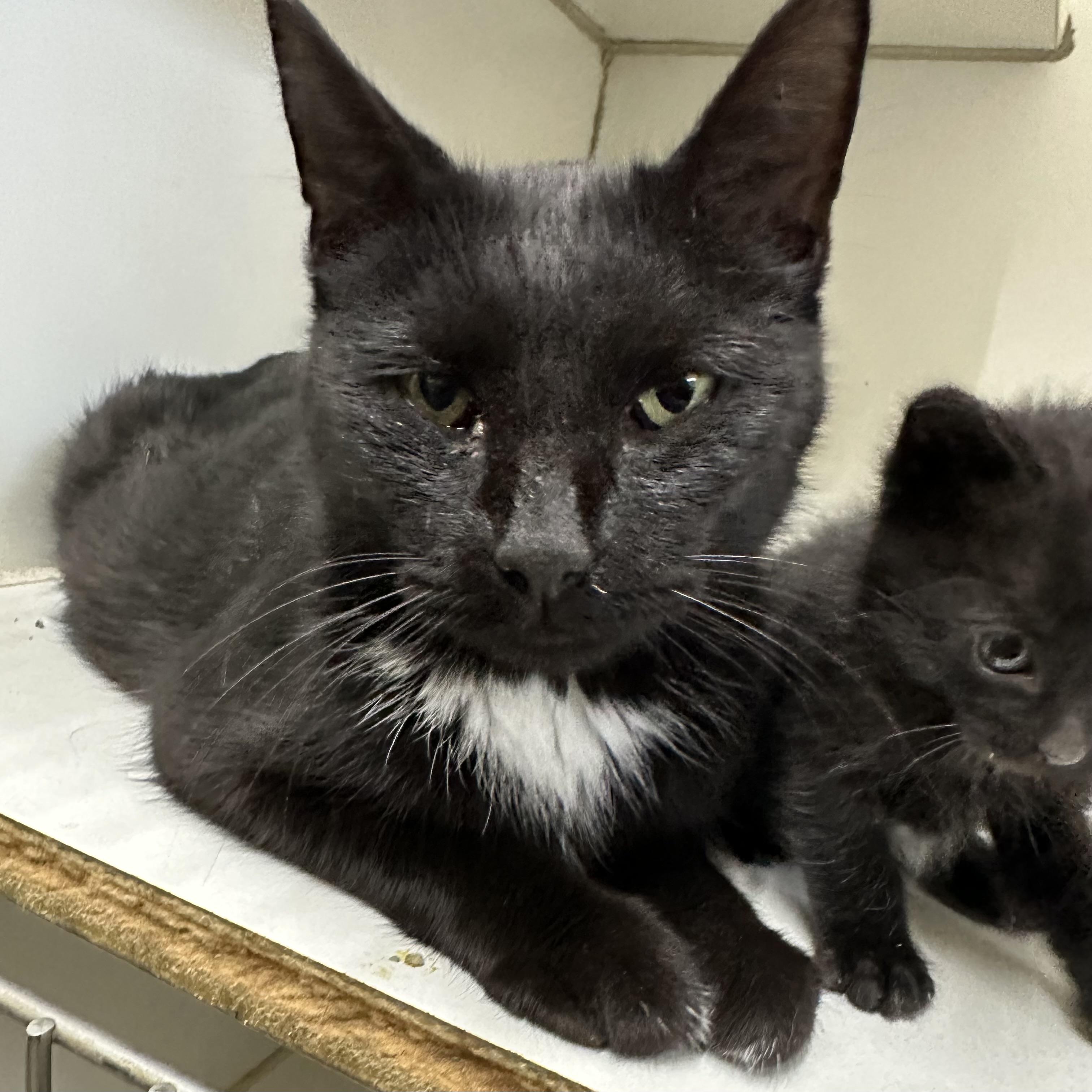 Queen, Adoptable, Adult Female Domestic Short Hair.