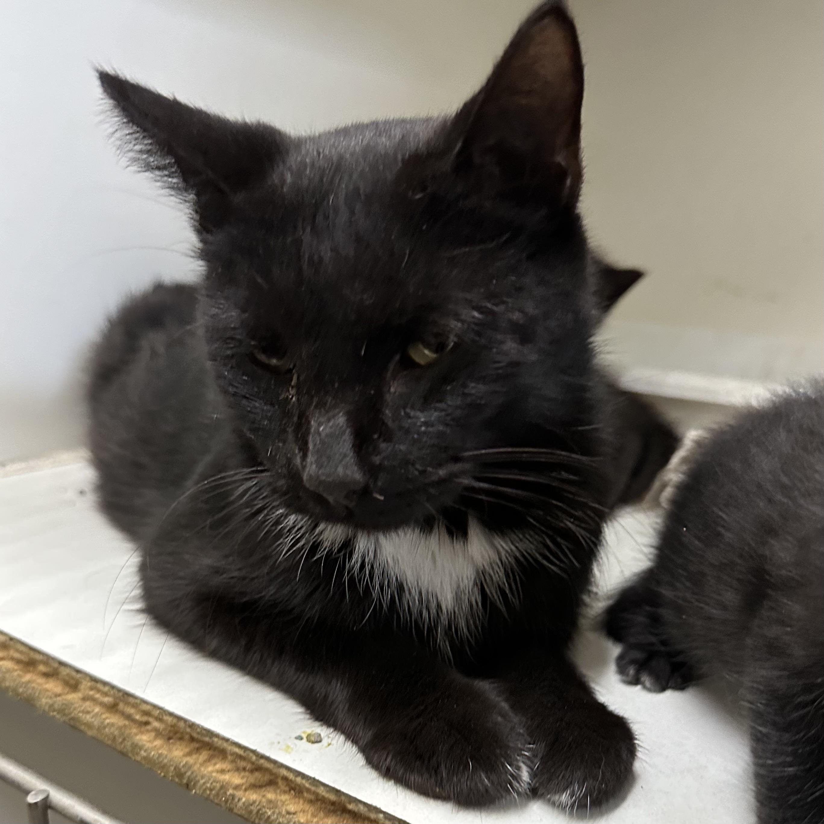 Enlarge Queen, a Adoptable Domestic Short Hair in Trenton, MO image 2/2