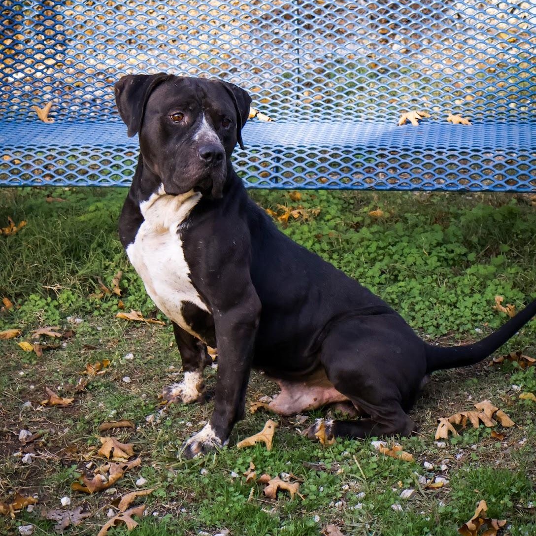 Meatball, Adoptable, Adult Male Cane Corso.