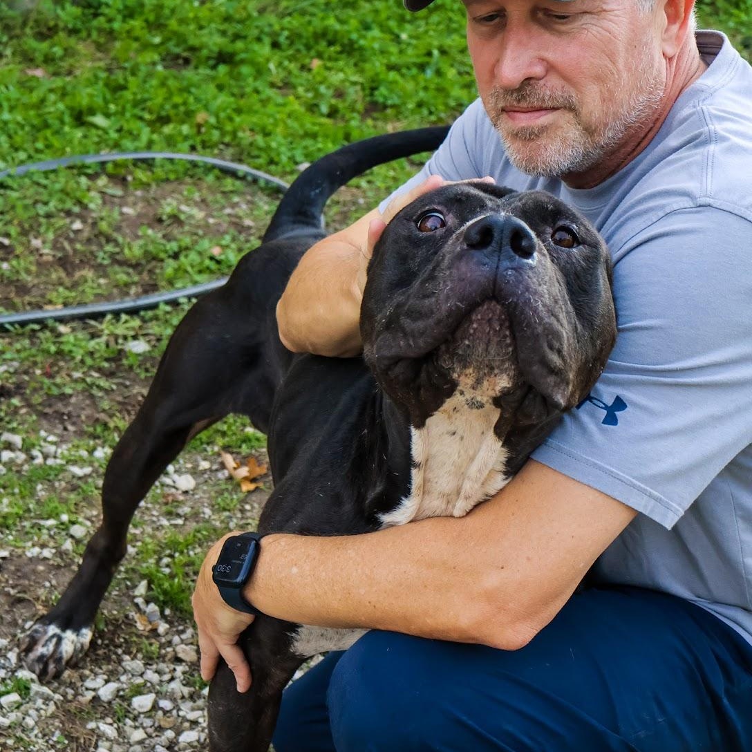 Enlarge Meatball, a Adoptable mixed breed in Hollister, MO image 2/3