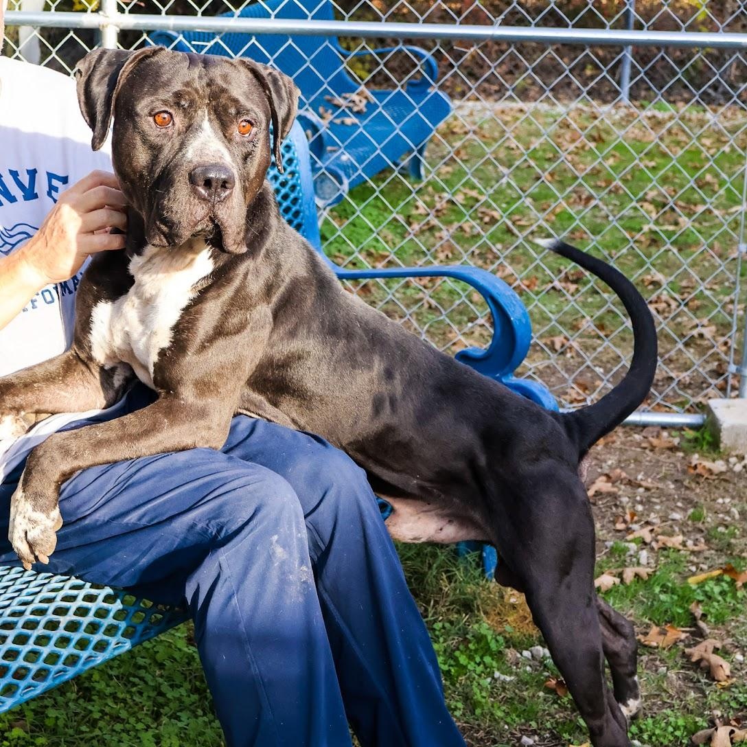 Enlarge Meatball, a Adoptable mixed breed in Hollister, MO image 3/3