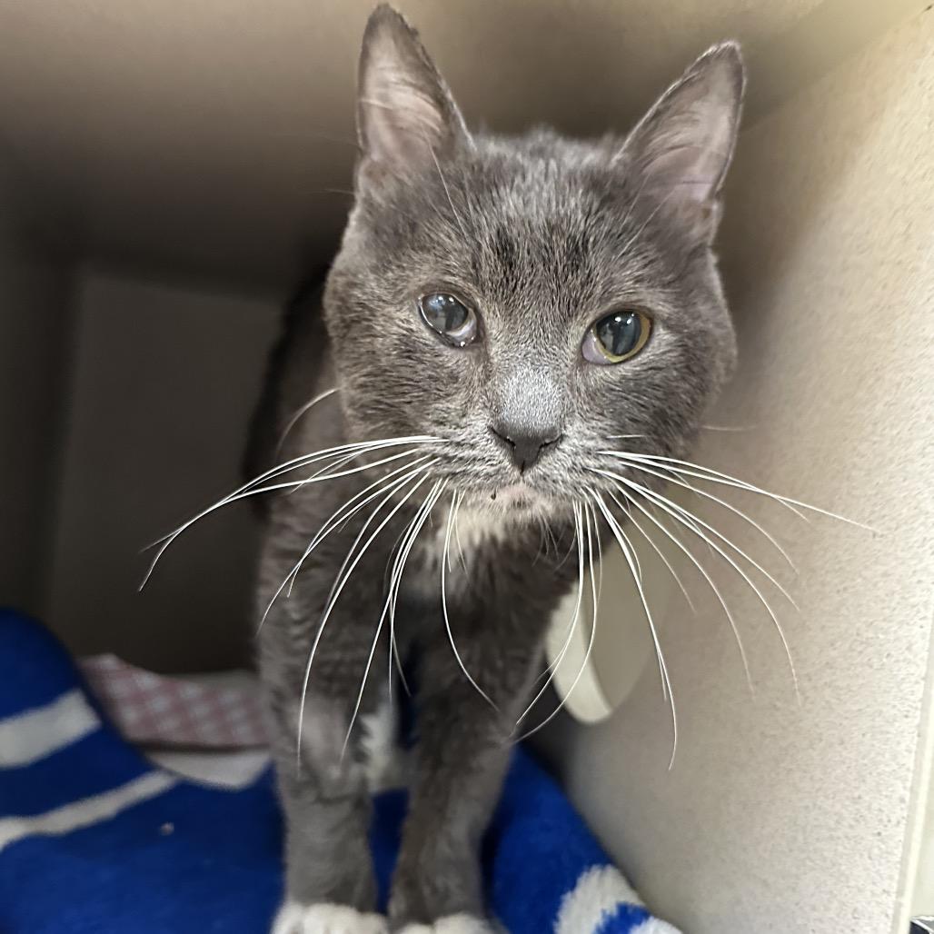 Enlarge Little Man, a Adoptable Domestic Short Hair in Durango, CO image 2/3