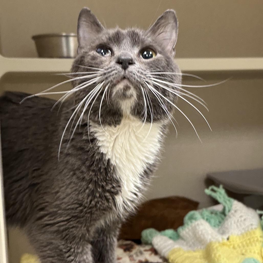 Enlarge Little Man, a Adoptable Domestic Short Hair in Durango, CO image 3/3