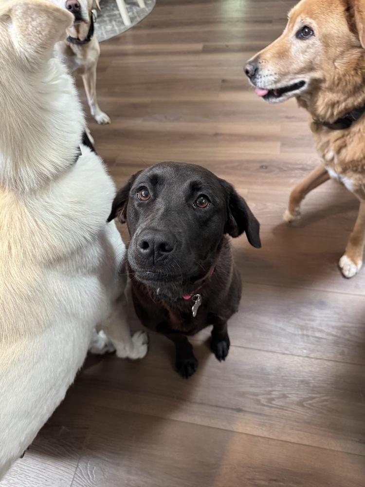 Enlarge Paris, a Adoptable Labrador Retriever in Elkhart , IN image 1/4