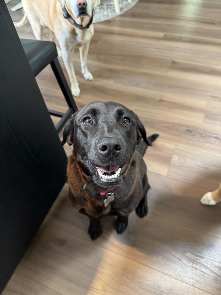 Enlarge Paris, a Adoptable Labrador Retriever in Elkhart , IN image 2/4