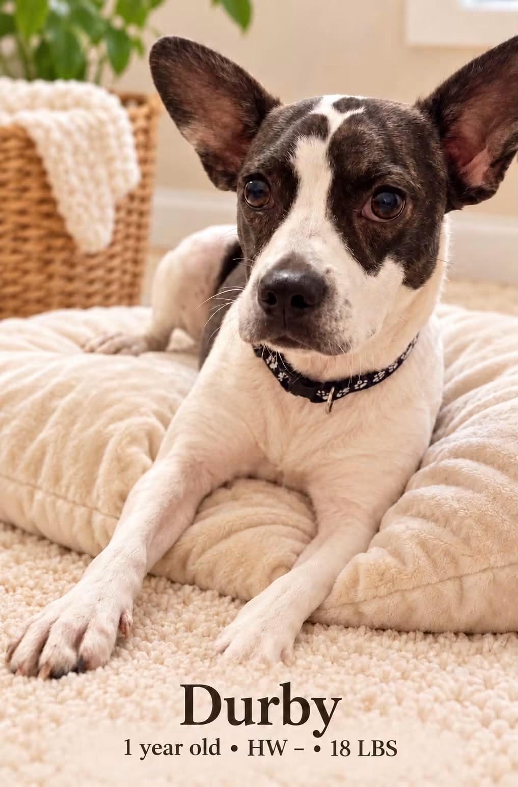 Enlarge Durby, a Adoptable Mixed Breed in Walker, LA image 2/3