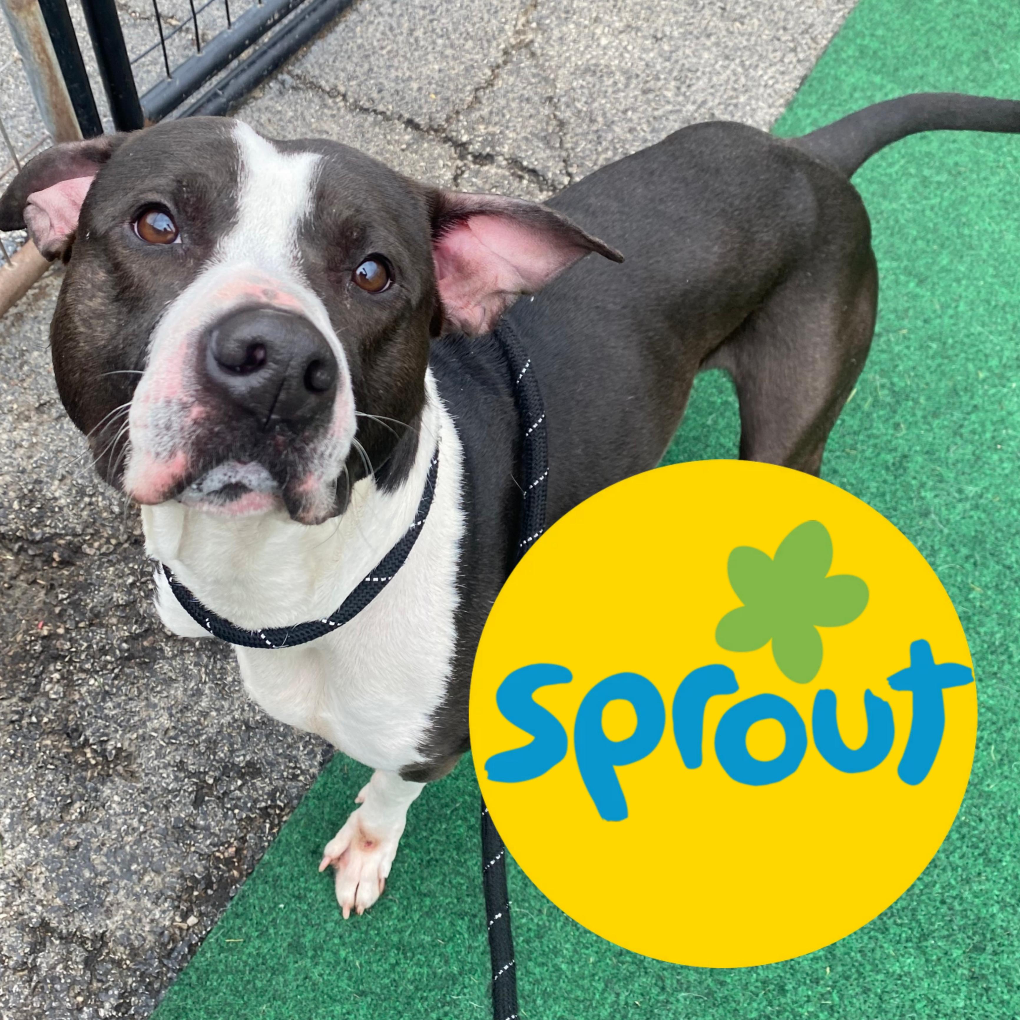 Sprout Best Friend Material thumbnail 3