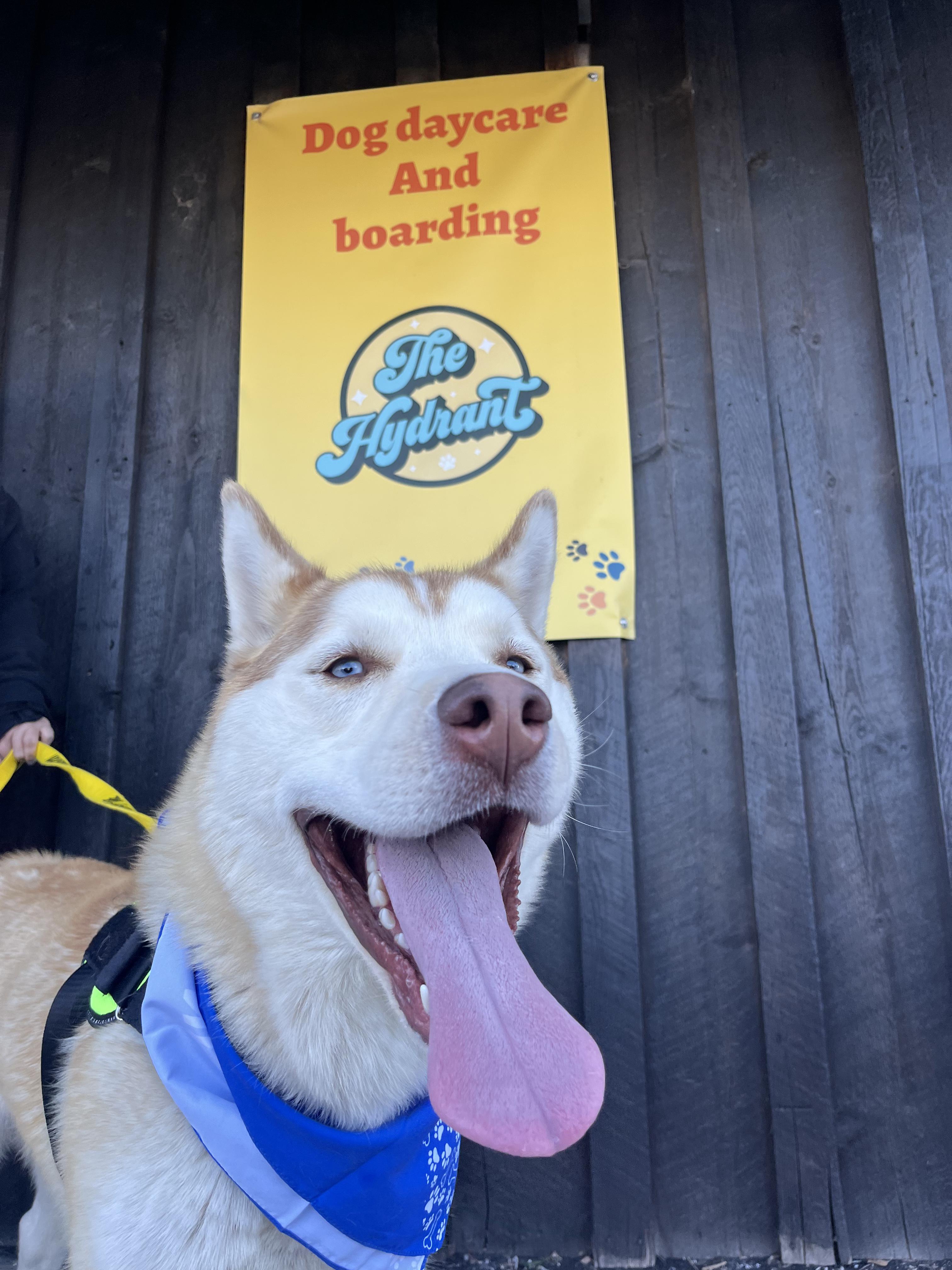 Enlarge Blitz, a ADOPTABLE mixed breed in Montrose, CO image 4/6