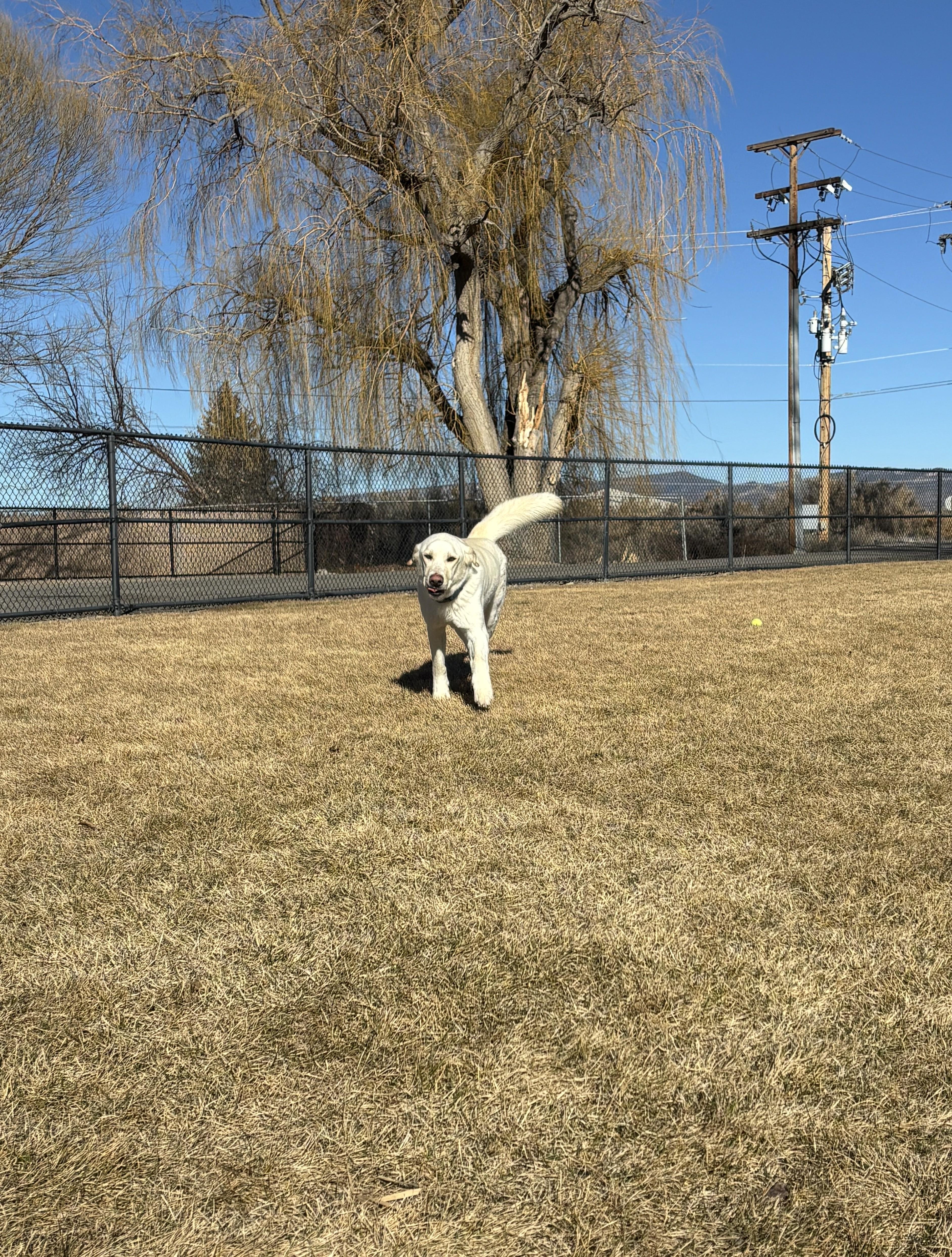 Enlarge Blitz, a ADOPTABLE mixed breed in Montrose, CO image 5/6