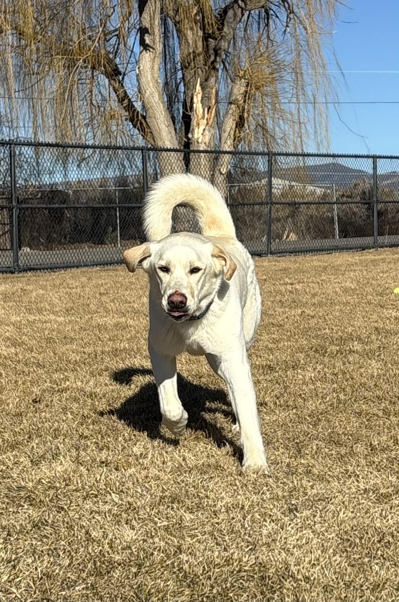 Blitz, ADOPTABLE, Young Male Yellow Labrador Retriever & Husky.