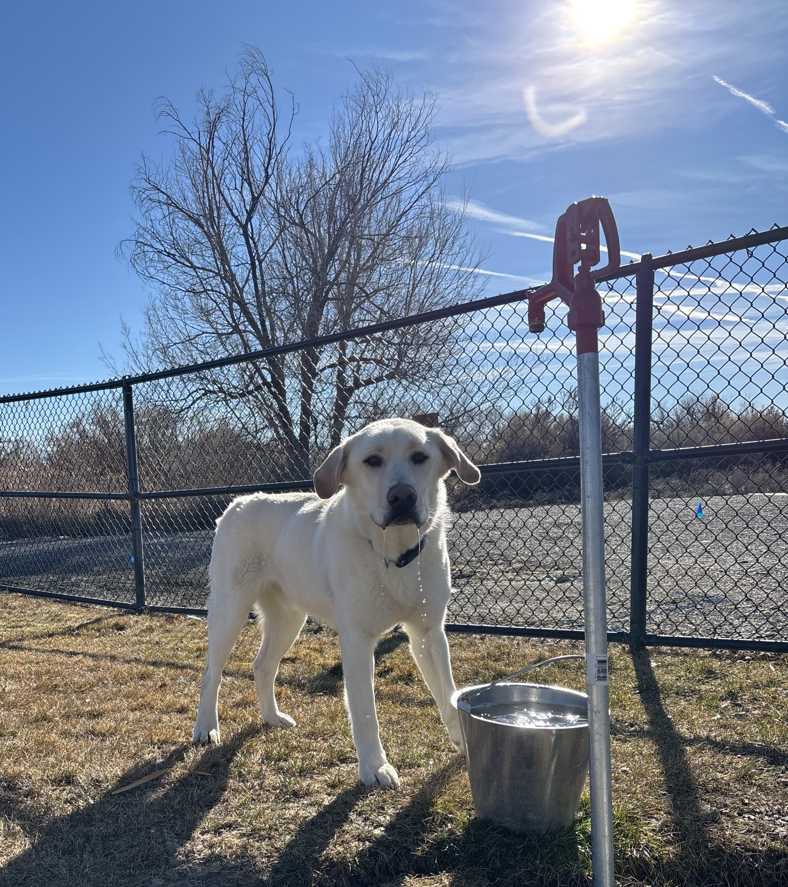 Enlarge Blitz, a ADOPTABLE mixed breed in Montrose, CO image 6/6