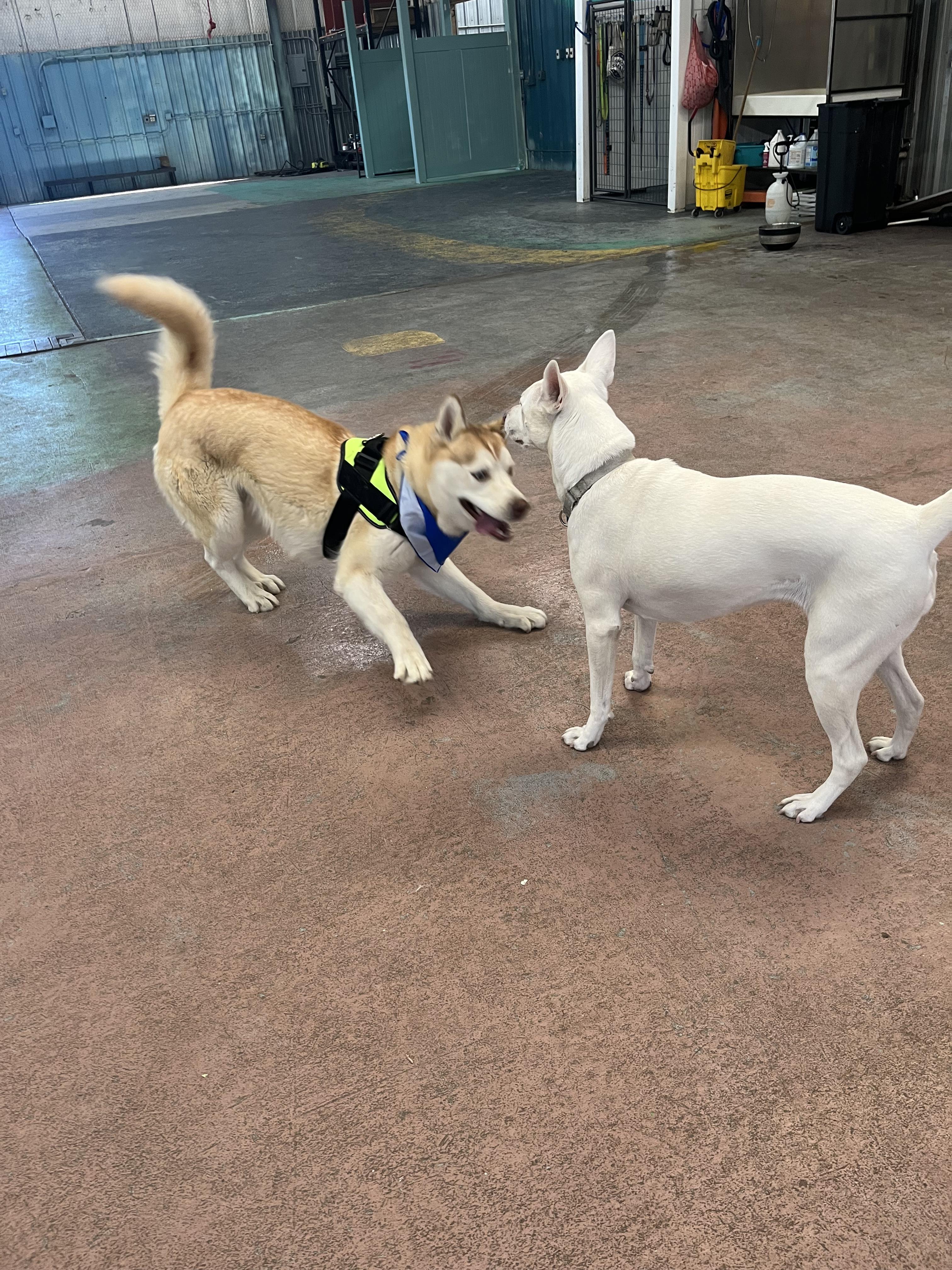 Enlarge Blitz, a ADOPTABLE mixed breed in Montrose, CO image 2/6
