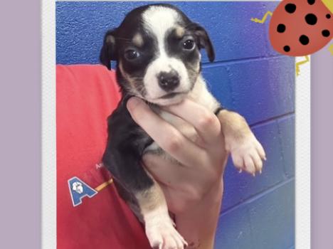 Ladybug, ADOPTABLE, Puppy Female Pug.