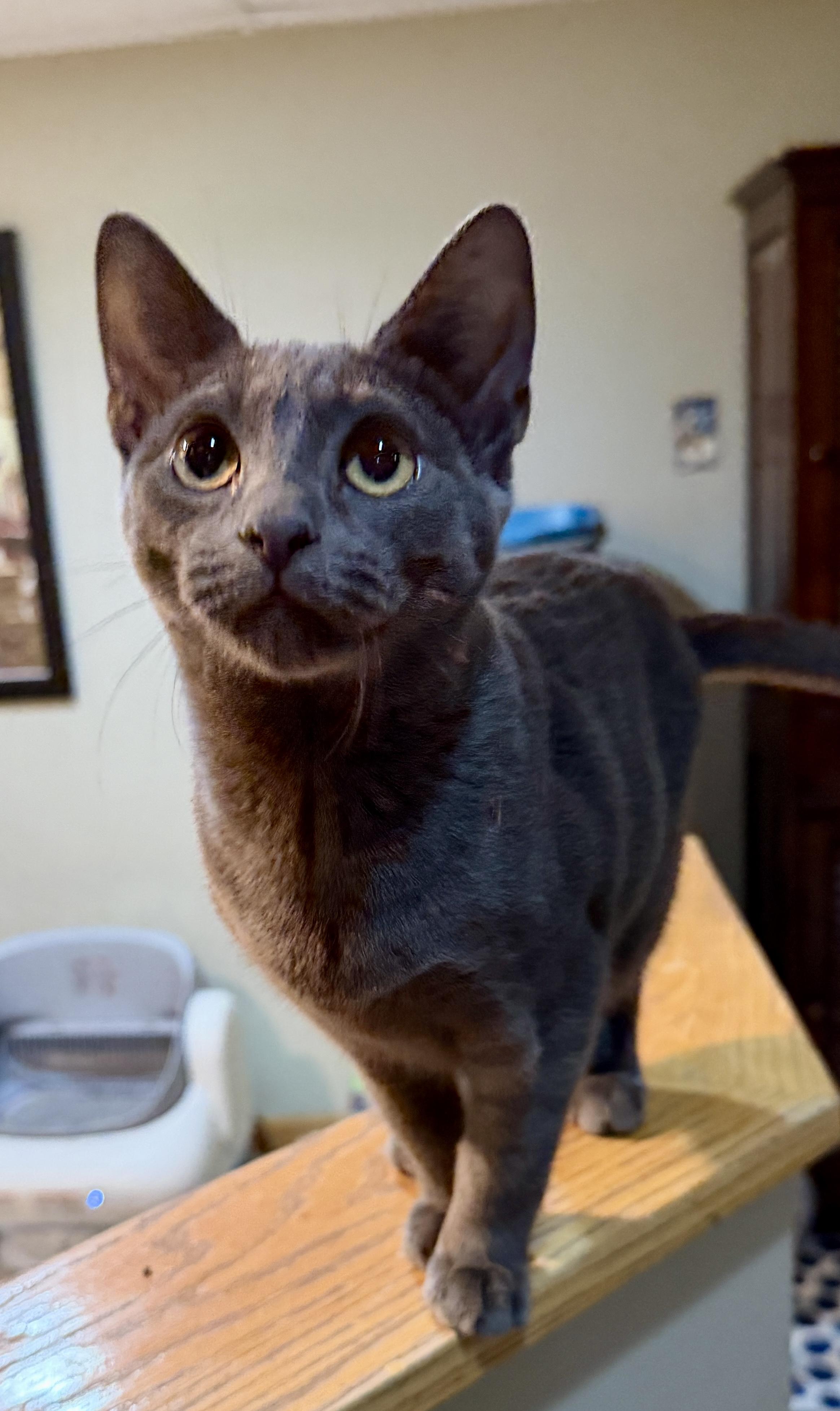 Nella, Adoptable, Kitten Female Domestic Short Hair.