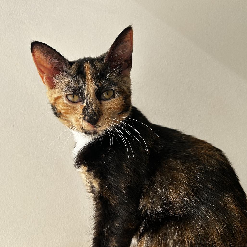 Enlarge Romaine, a Adoptable Domestic Short Hair in Evanston, IL image 1/3