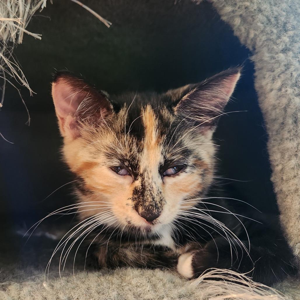 Enlarge Romaine, a Adoptable Domestic Short Hair in Evanston, IL image 2/3