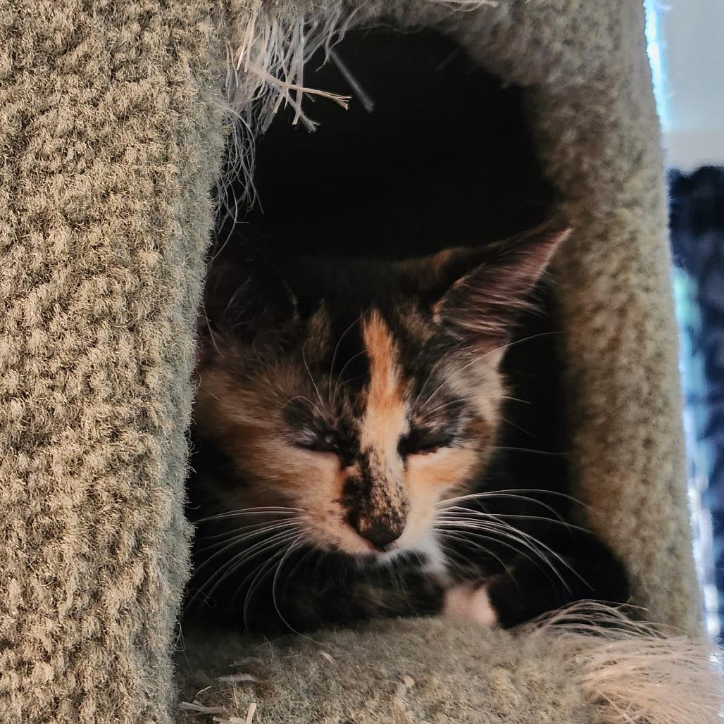 Enlarge Romaine, a Adoptable Domestic Short Hair in Evanston, IL image 3/3