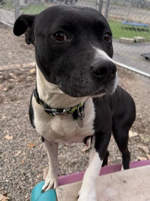 Poppy, Adoptable, Adult Female Mixed Breed.