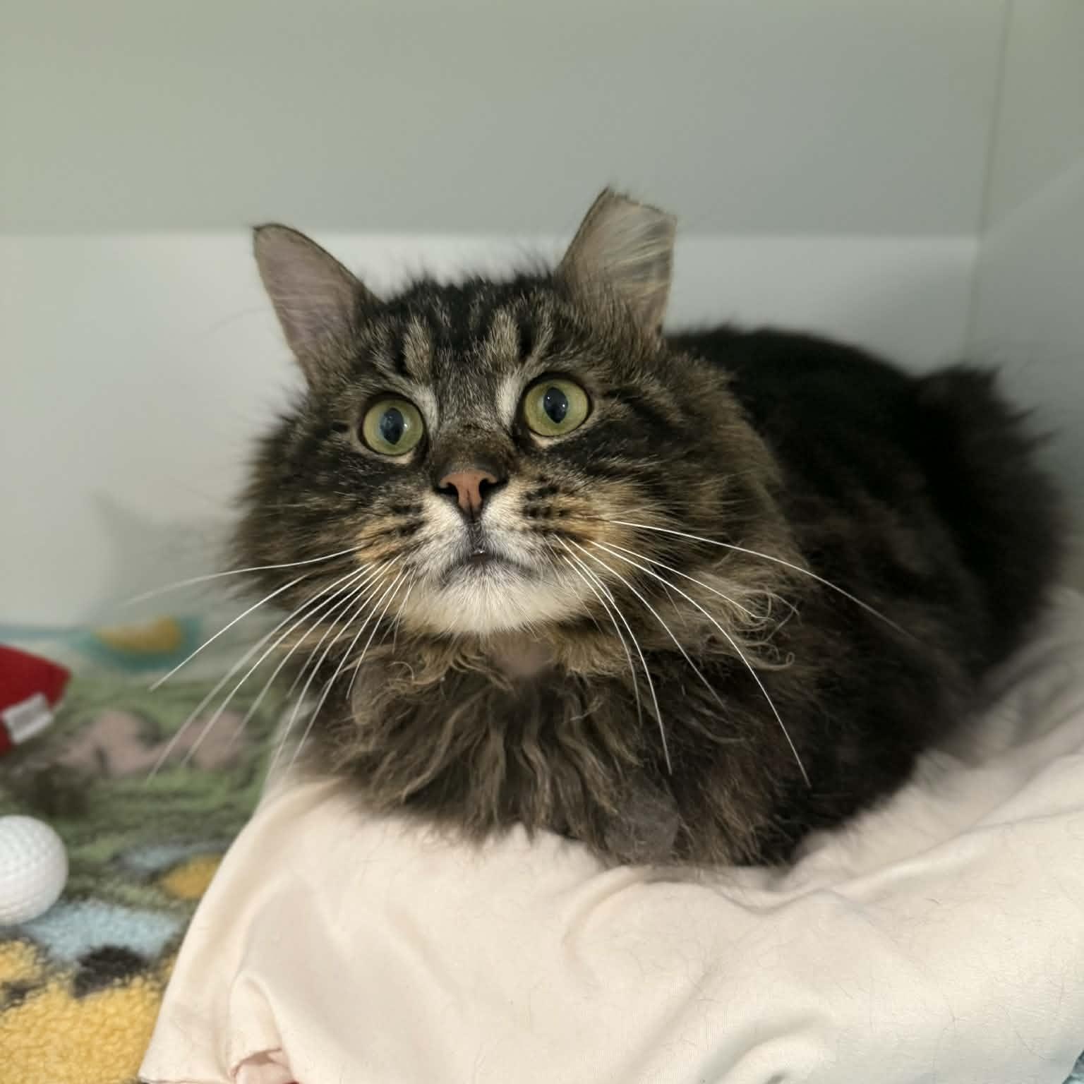 Enlarge Navarro, a ADOPTABLE mixed breed in Penn Yan, NY image 4/5