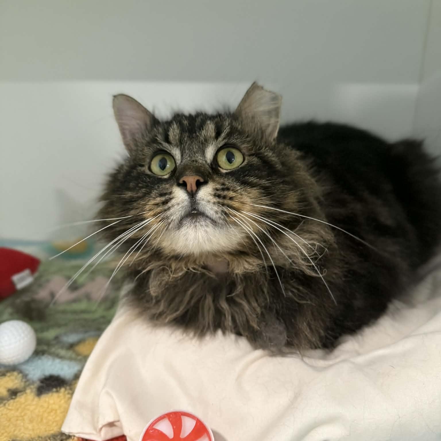 Navarro, ADOPTABLE, Adult Male Domestic Long Hair & Maine Coon.