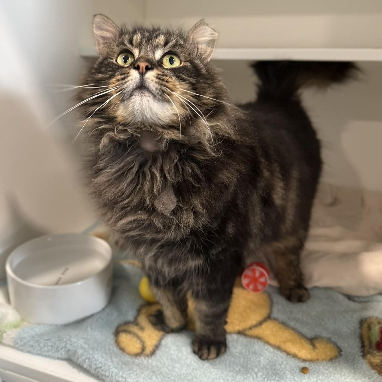 Enlarge Navarro, a ADOPTABLE mixed breed in Penn Yan, NY image 3/5