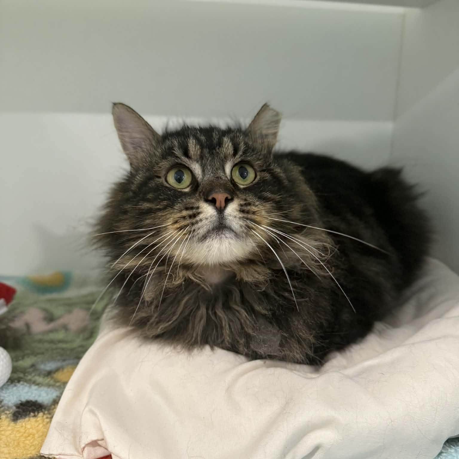 Enlarge Navarro, a ADOPTABLE mixed breed in Penn Yan, NY image 5/5