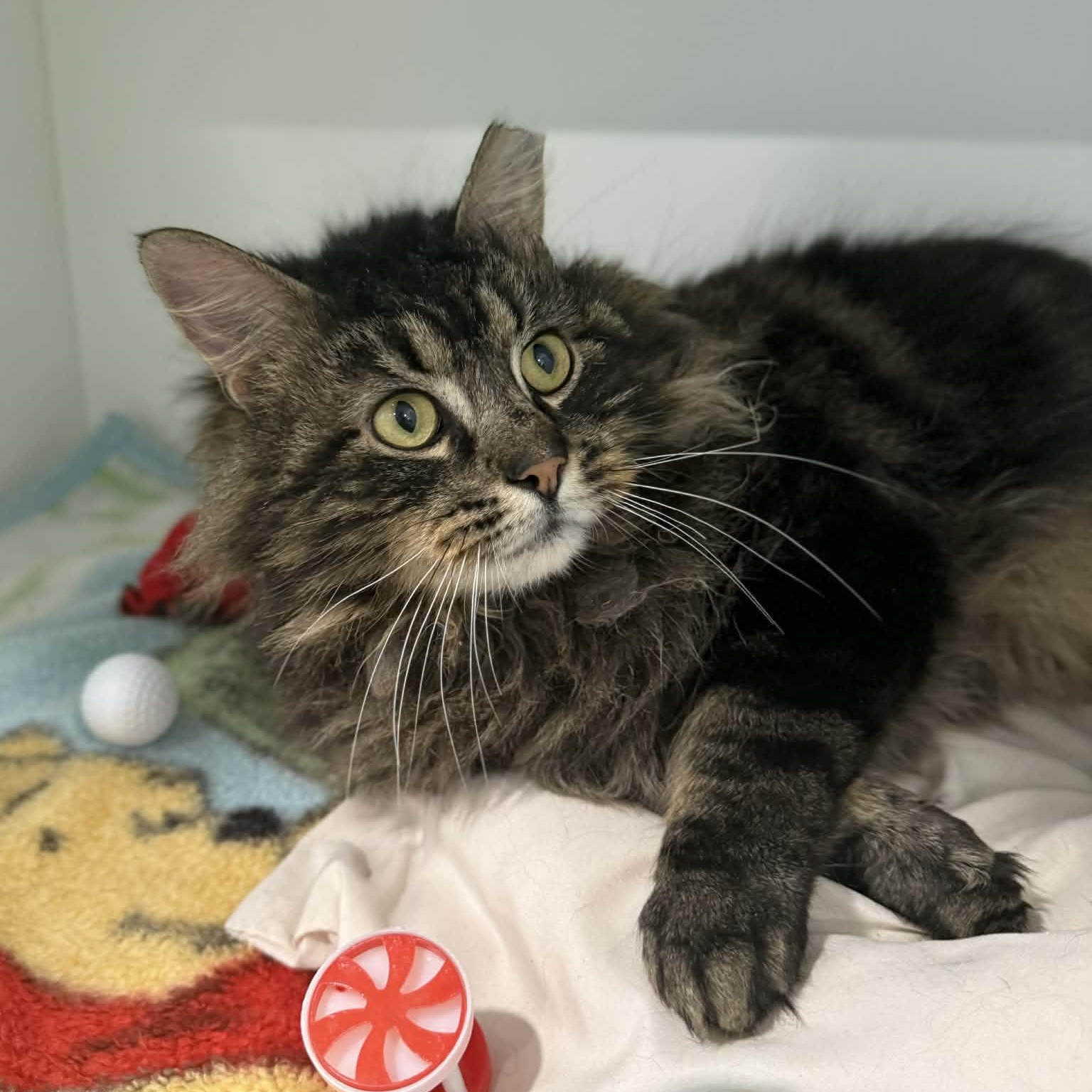 Enlarge Navarro, a ADOPTABLE mixed breed in Penn Yan, NY image 2/5