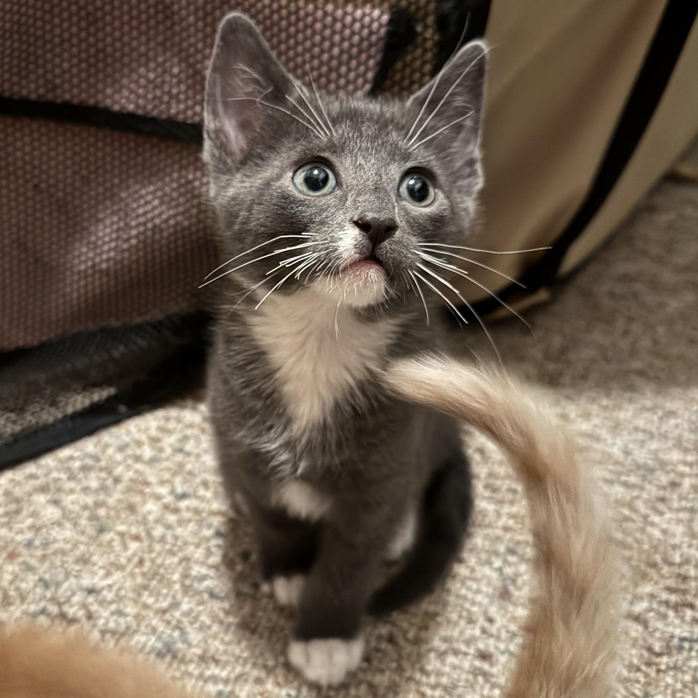 Cerulean, a ADOPTABLE mixed breed in Hyattsville, MD image 1/4