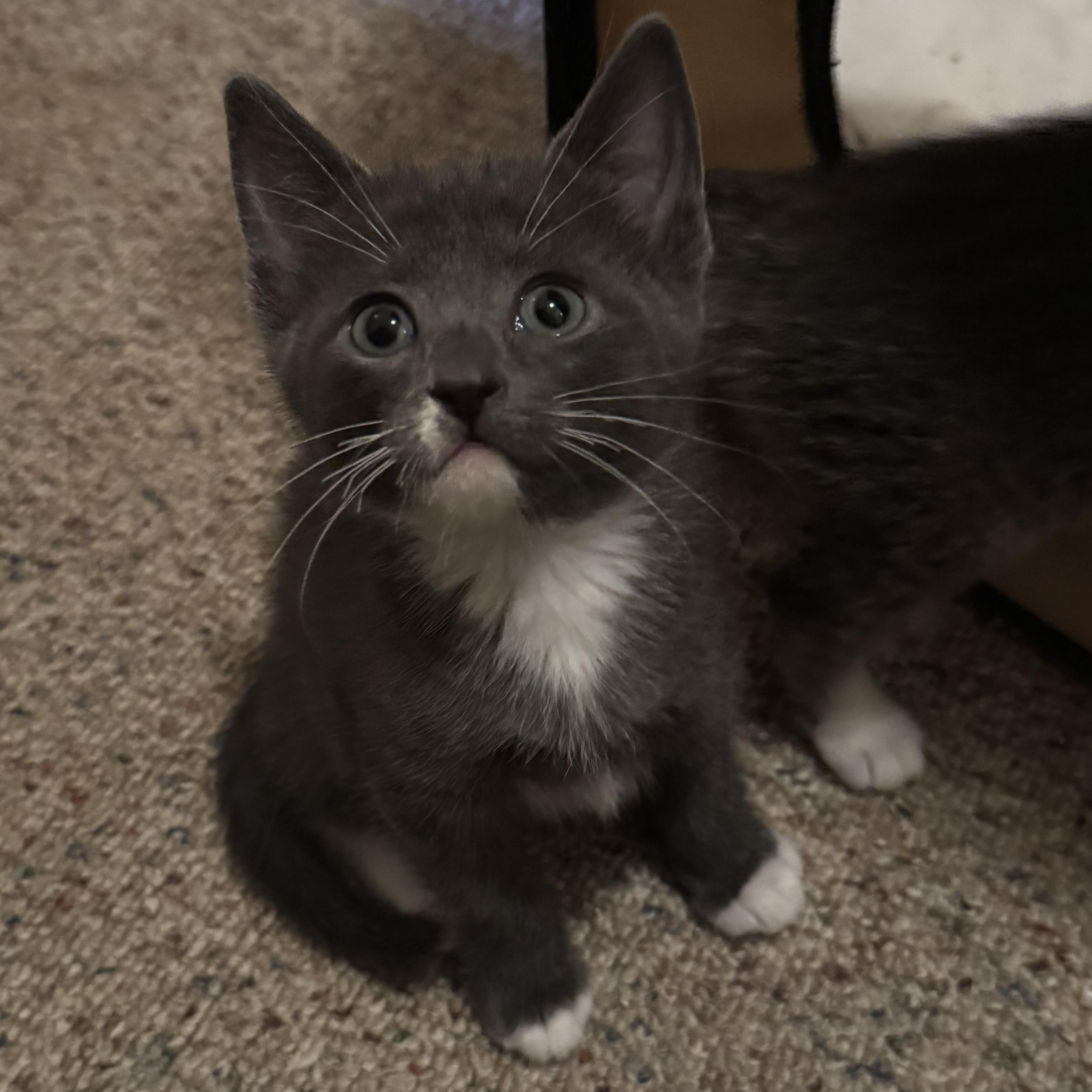 Cerulean, a ADOPTABLE mixed breed in Hyattsville, MD image 2/4