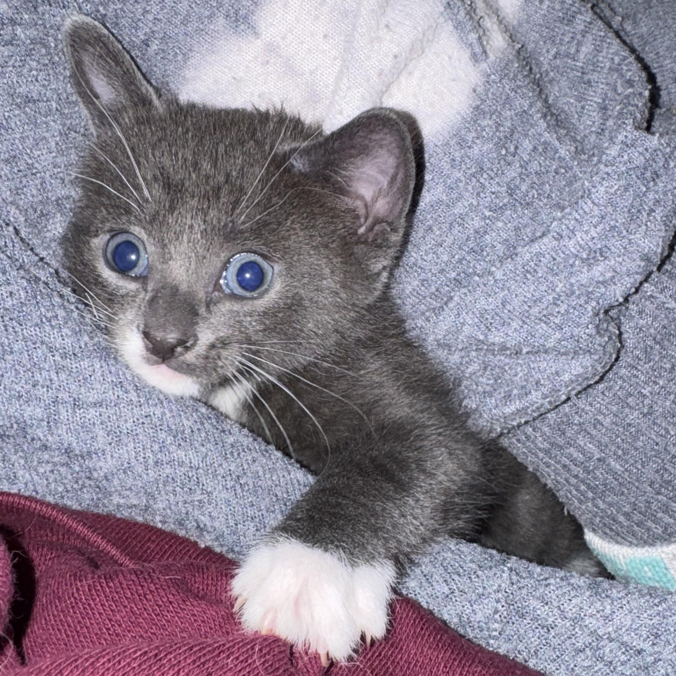 Cerulean, a ADOPTABLE mixed breed in Hyattsville, MD image 4/4