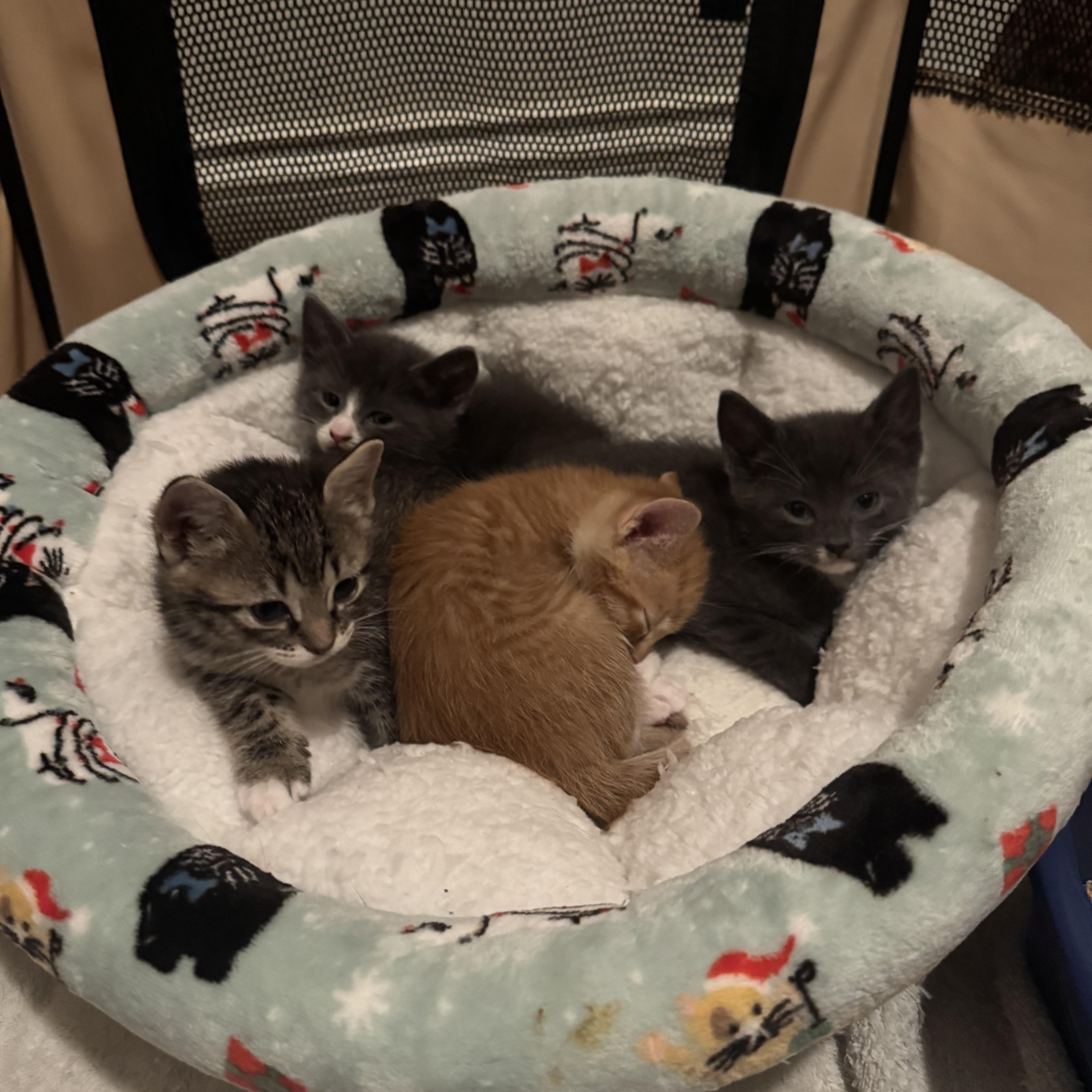 Cerulean, a ADOPTABLE mixed breed in Hyattsville, MD image 3/4