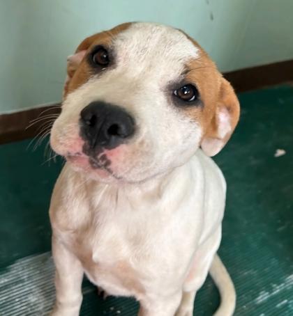 Opal, Adoptable, Puppy Female Boxer & Terrier.
