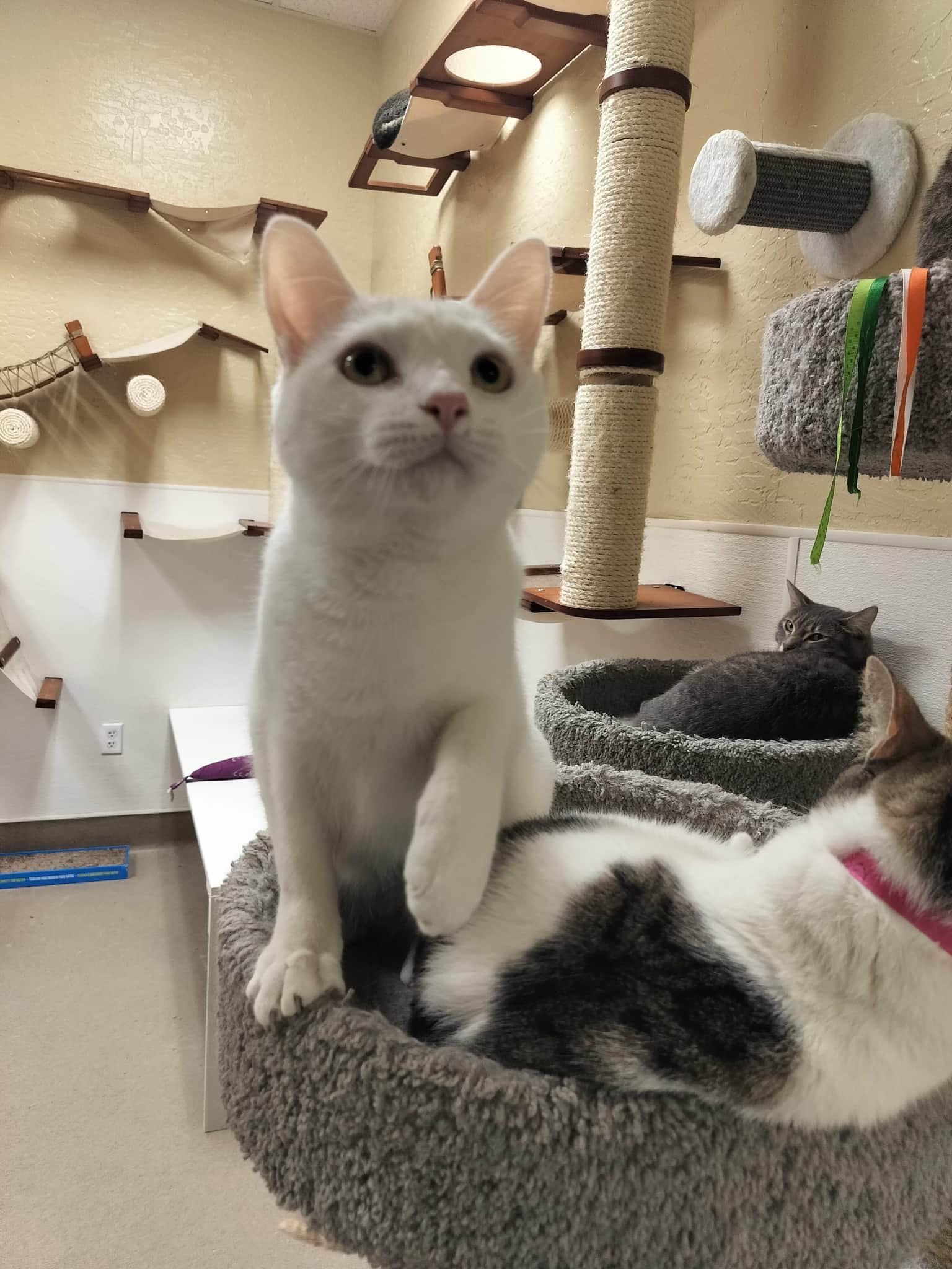 Cleo, Adoptable, Adult Female Turkish Angora & Domestic Medium Hair.