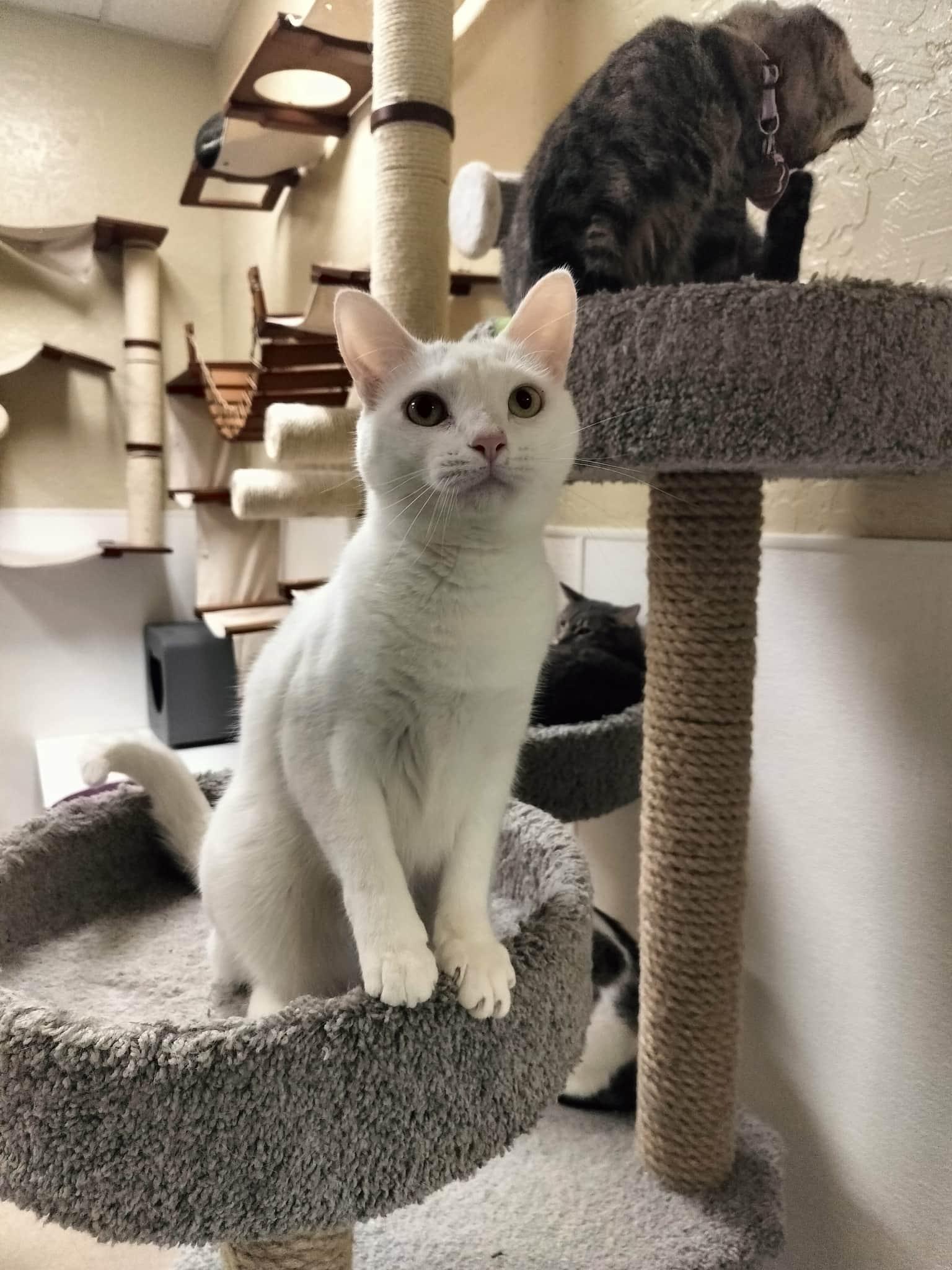 Enlarge Cleo, a Adoptable mixed breed in Parlier, CA image 2/6