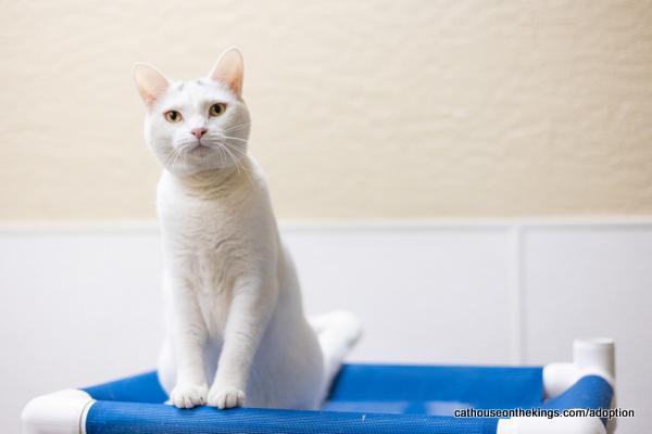 Enlarge Cleo, a Adoptable mixed breed in Parlier, CA image 3/6