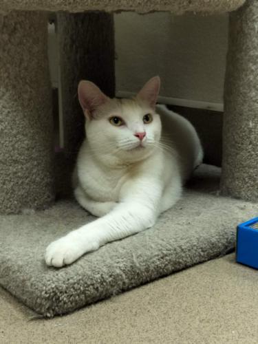 Enlarge Cleo, a Adoptable mixed breed in Parlier, CA image 4/6