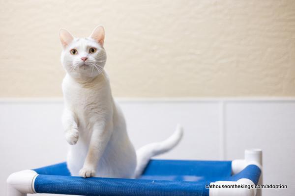 Enlarge Cleo, a Adoptable mixed breed in Parlier, CA image 5/6