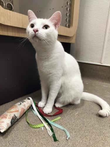 Enlarge Cleo, a Adoptable mixed breed in Parlier, CA image 6/6