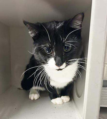 Pedro Pawscal, adopted, Adult Male Domestic Short Hair.