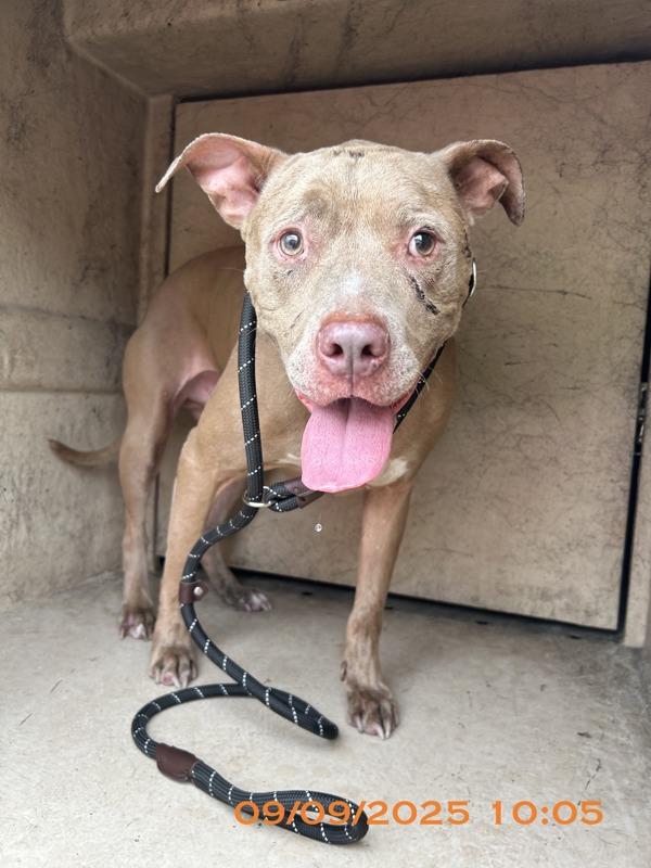 Enlarge Baloo, a Adoptable mixed breed in Melbourne, FL image 1/2