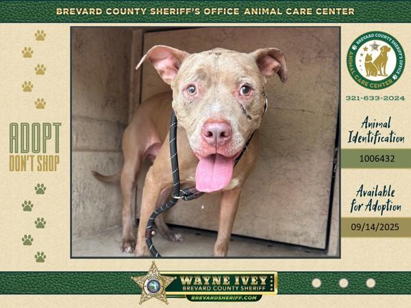 Enlarge Baloo, a Adoptable mixed breed in Melbourne, FL image 2/2