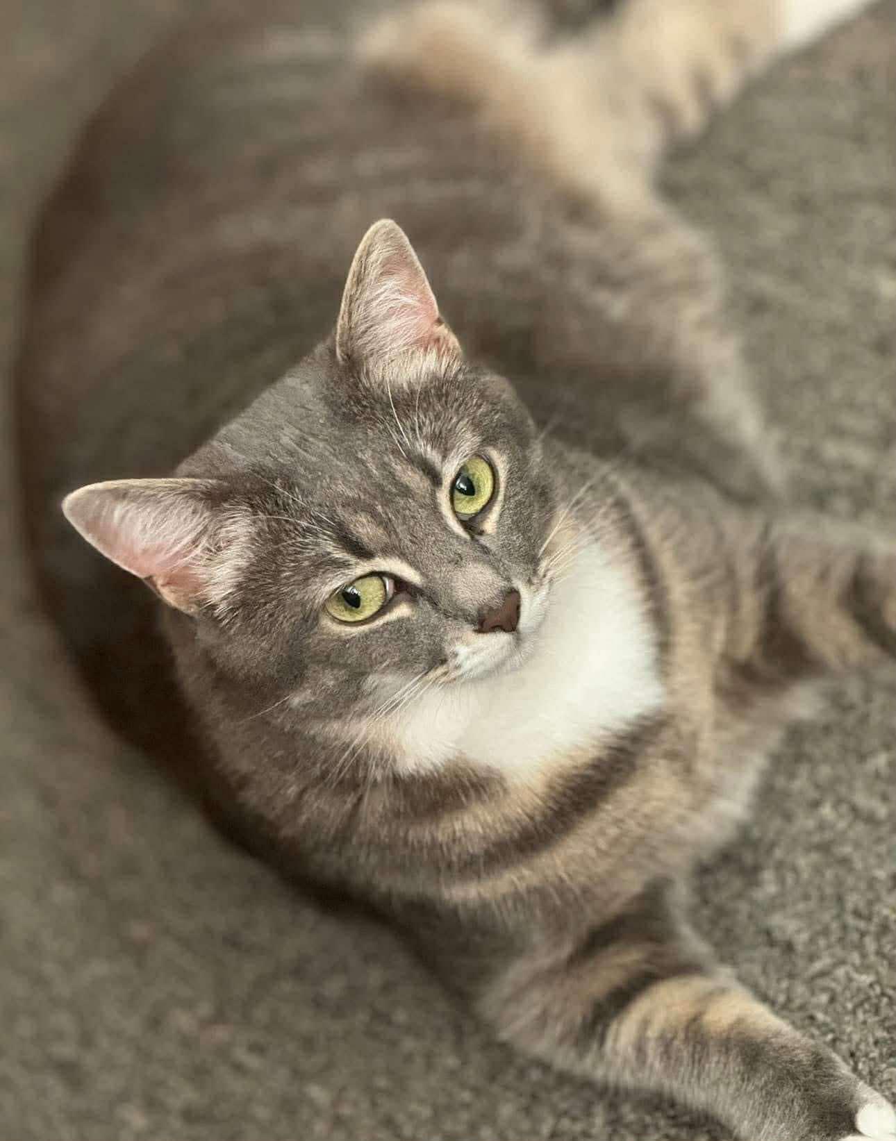 Enlarge Cindy , a ADOPTABLE Tabby in Beckley, WV image 1/3