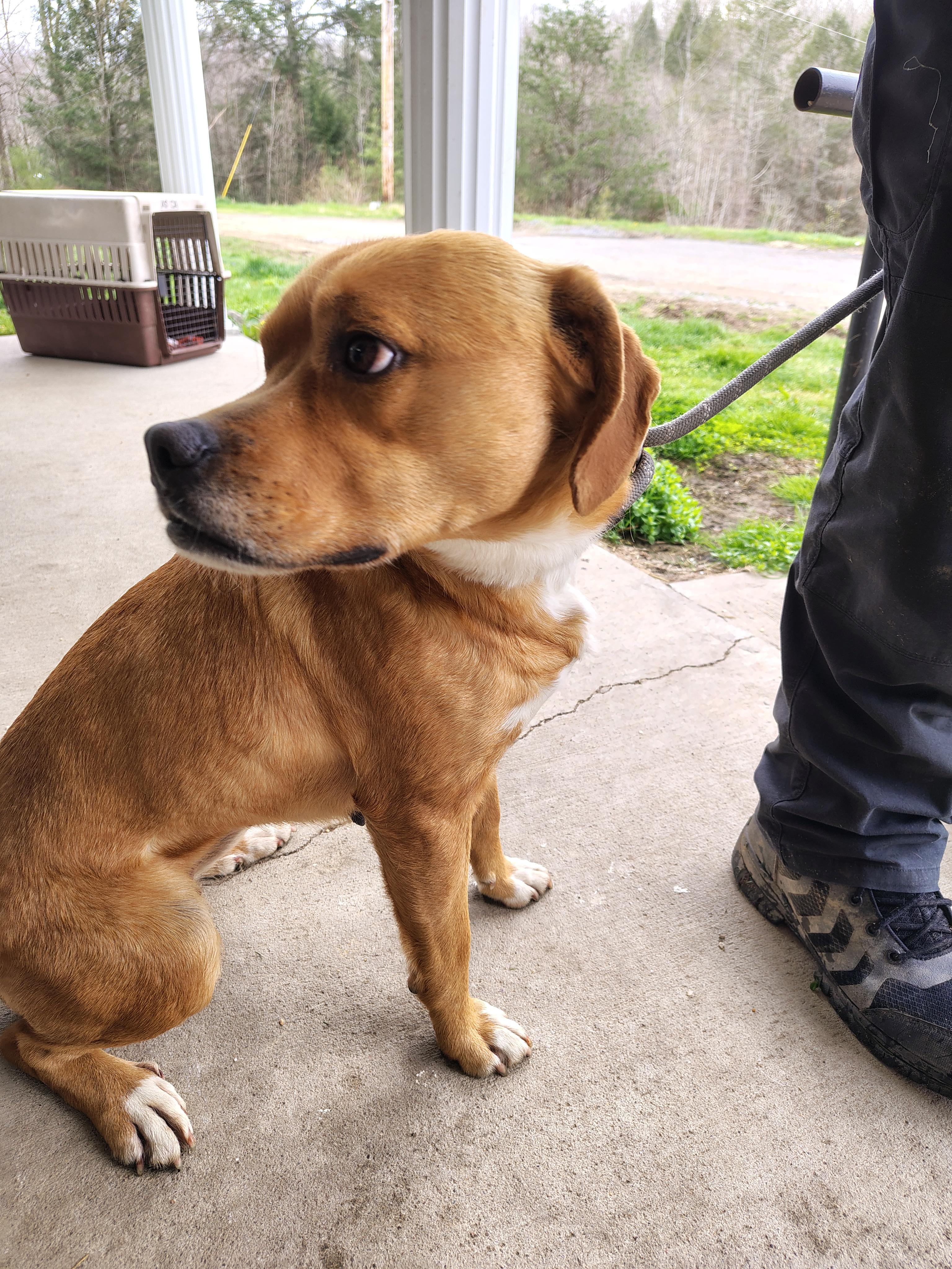 Enlarge Bailee, a Adoptable mixed breed in Fayetteville, WV image 1/3