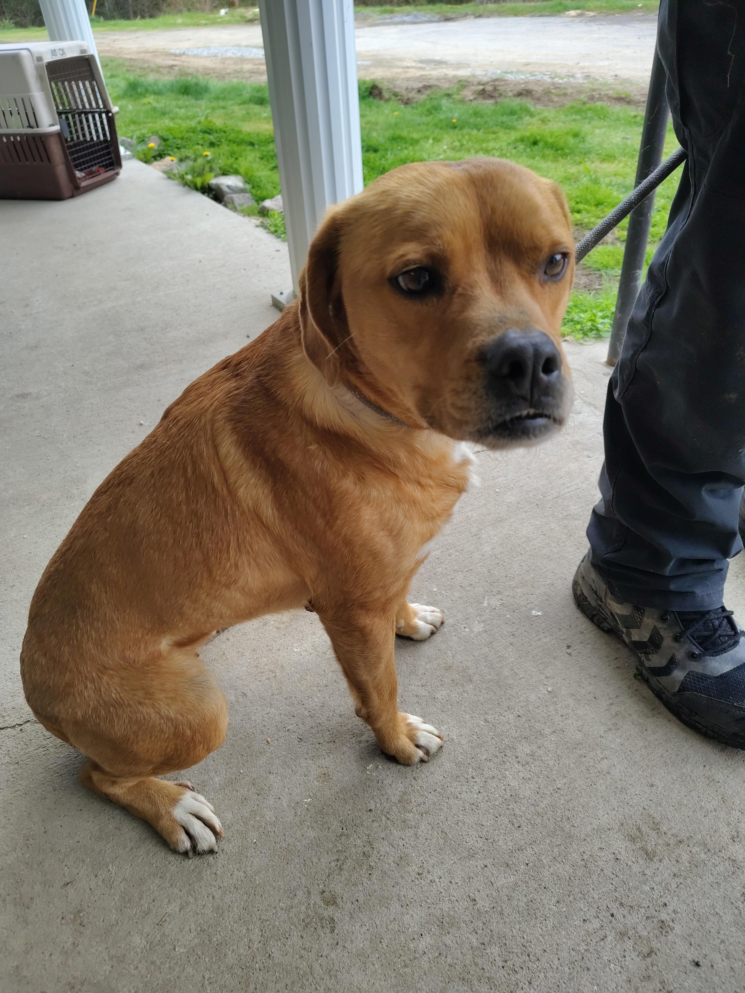 Enlarge Bailee, a Adoptable mixed breed in Fayetteville, WV image 2/3