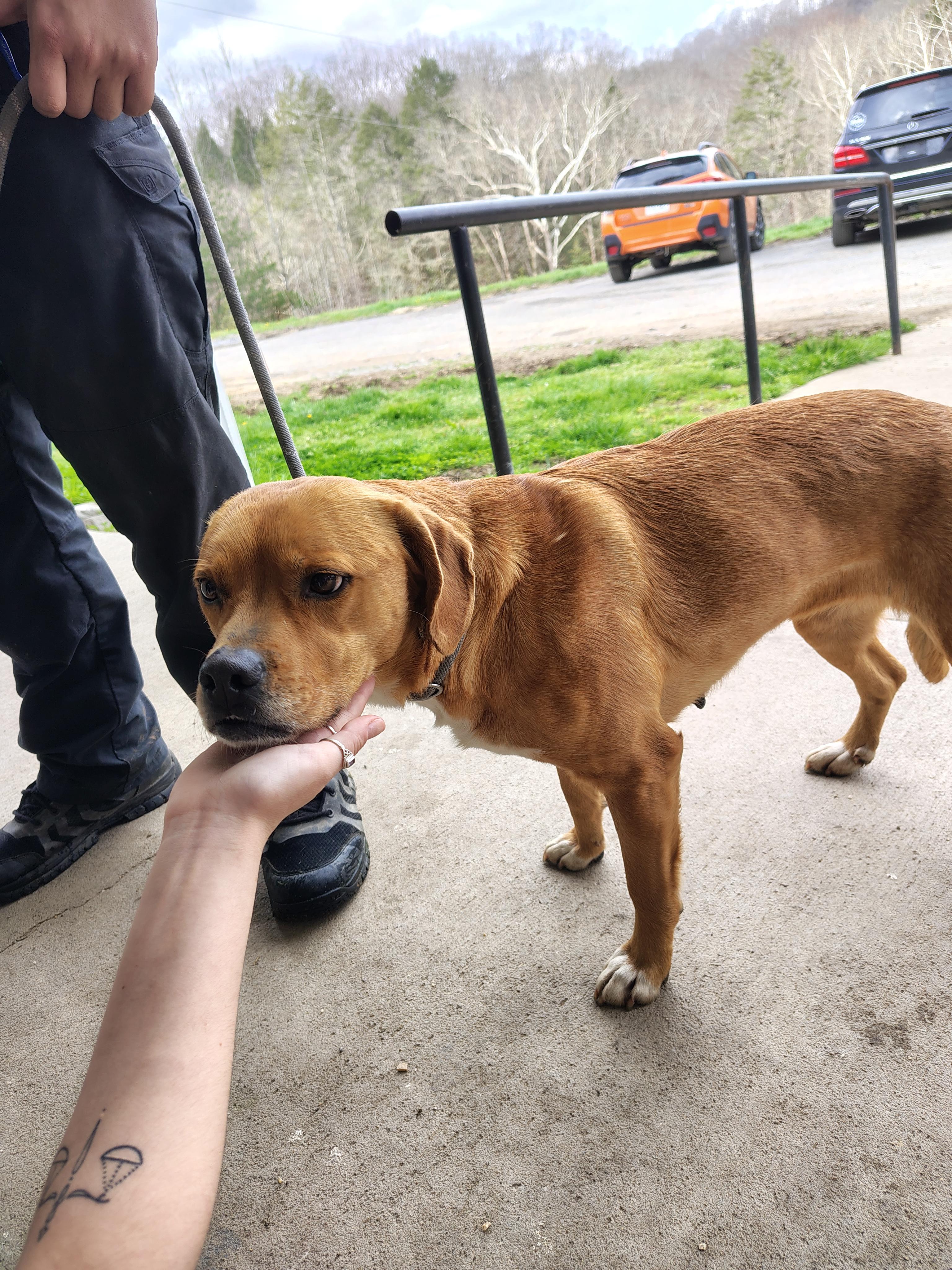 Enlarge Bailee, a Adoptable mixed breed in Fayetteville, WV image 3/3