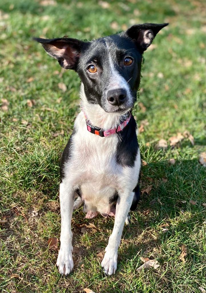 Enlarge Hester, a Adopted mixed breed in Urbandale, IA image 1/2