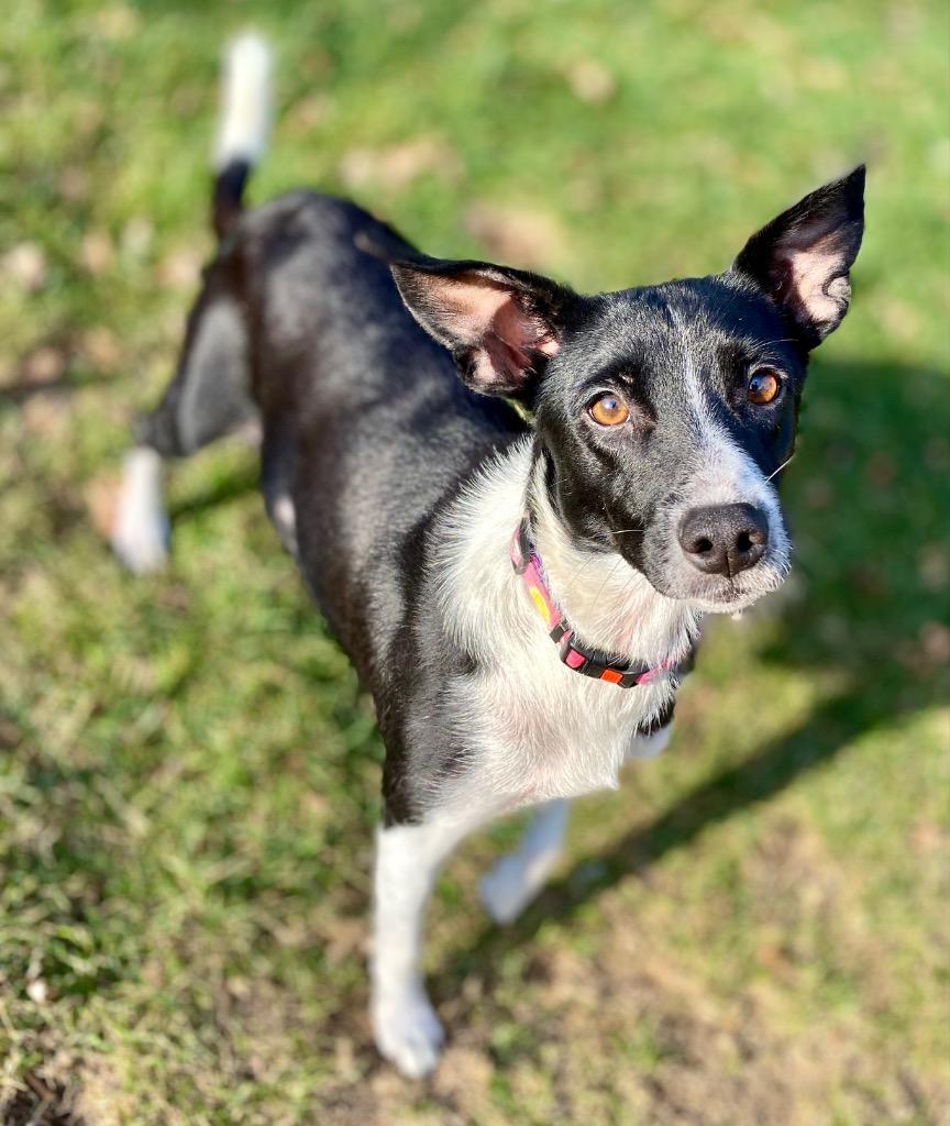 Enlarge Hester, a Adopted mixed breed in Urbandale, IA image 2/2