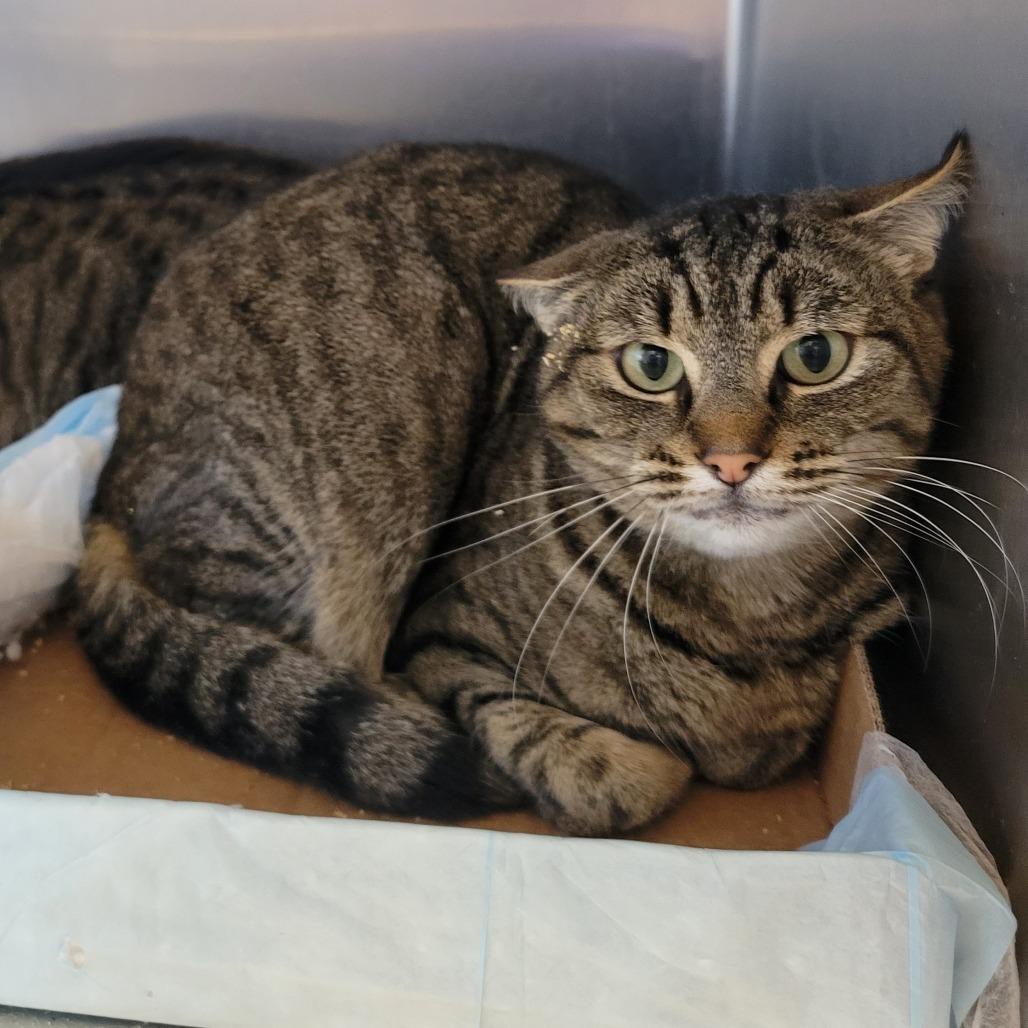 Enlarge Raccoon, a Adoptable Domestic Short Hair in Westminster, CA image 1/1