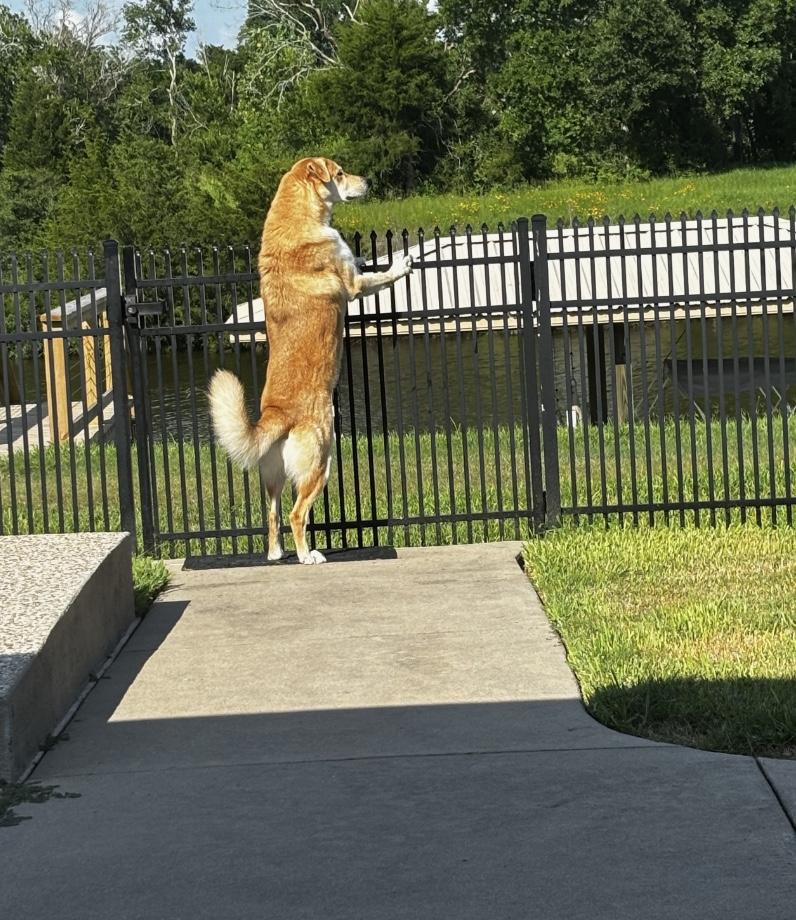 Enlarge Max, a Adoptable mixed breed in Webster, TX image 3/3